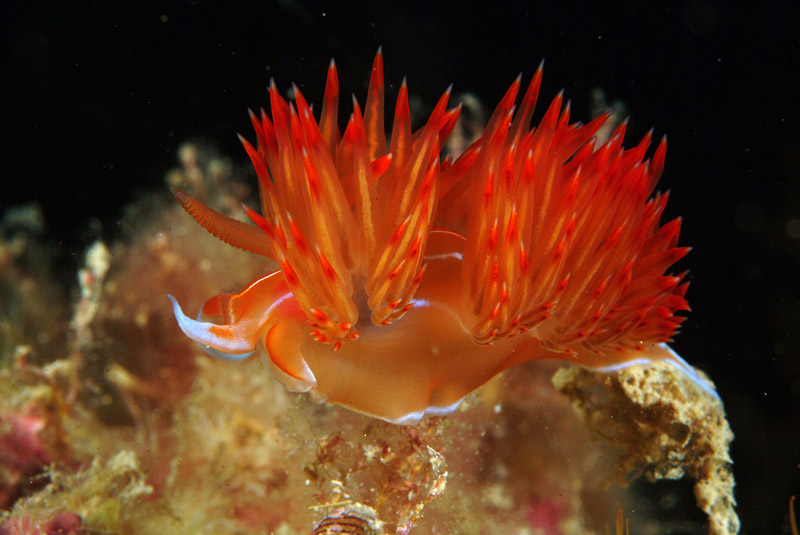 Dondice banyulensis
